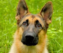 Image result for German Shepherd Dog Head