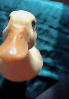 Image result for Cool Duck Meme