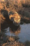 Image result for Crying Tiger Meme