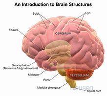 Image result for What Does Your Brain Look Like