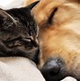 Image result for Cute Kittens and Puppies Side View