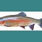 Image result for Trout Drawing Outline