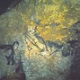 Image result for Lascaux Cave Paintings