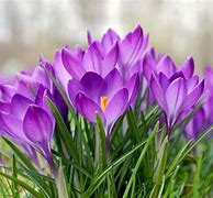 Image result for Beautiful Flower Bulb