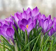 Image result for Early Spring Flowers to Plant
