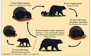 Image result for Wild Animal Life Cycle