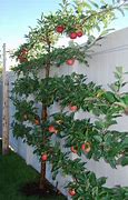 Image result for Espaliered Apple Tree