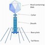 Image result for Animal Virus Structure