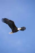 Image result for Bald Eagle Pictures Flying