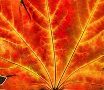 Image result for Maple Leaf Close Up