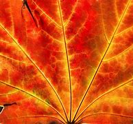 Image result for Fall Leaves Close Up