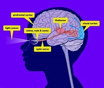 Image result for Brain Color
