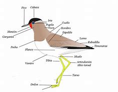 Image result for Furcula En Aves