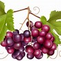 Image result for 10 Grapes Clip Art