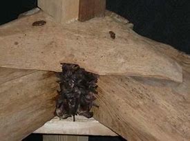 Image result for Brown Long Eared Bat Maternity Roost