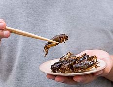 Image result for Cricket Insect Food