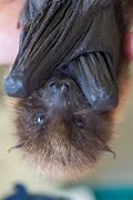 Image result for Baby Fruit Bat Wallpaper