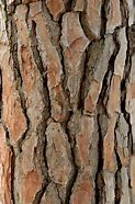 Image result for Tree Branch Texture