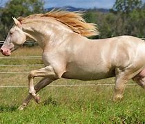 Image result for Andalusian Horse Coat Colors