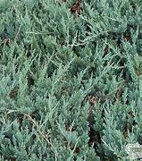 Image result for Juniperus horizontalis Blue Chip