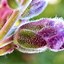 Image result for iPhone XS Max Macro Lens Photo