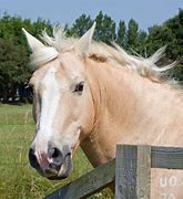 Image result for Gavin Newsom Official Portrait