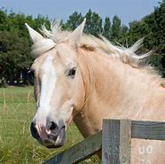 Image result for Horse Arching
