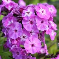 Afbeeldingsresultaten voor Phlox paniculata Famous Light Purple
