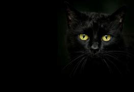 Image result for Black Cat in the Dark