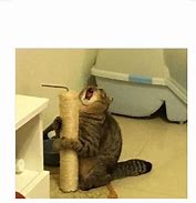 Image result for scream cats memes templates