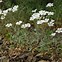 Image result for Cerastium tomentosum