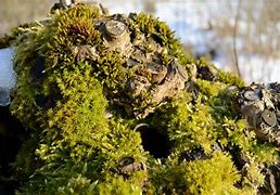 Image result for Moss Ground Cover for Shade