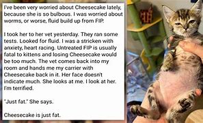 Image result for Cheesecake Is Fat Cat Meme