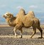 Image result for camelli