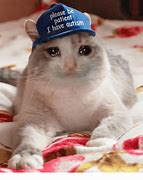 Image result for Crying Cat Pizza