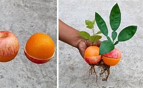 Image result for Hybrid Trees Apple Lemon-Orange