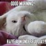 Image result for Good Morning Great Day Meme