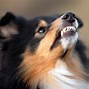 Image result for Dog Growling