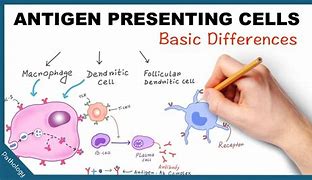 Image result for Macrophage as Antigen-Presenting Cell