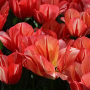 Image result for Tulipa Spryng Break