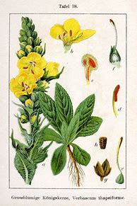 Image result for Verbascum thapsiforme