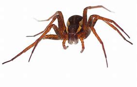 Image result for Big Ugly Spiders