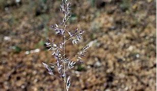 Image result for corynephorus_canescens