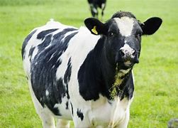 Image result for Cattle BW