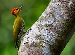 Image result for Piculus auricularis