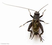 Image result for Grey Cricket Insect Images