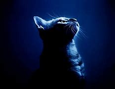 Image result for Cool Animal Wallpapers Cat