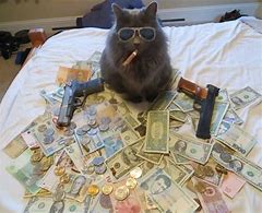 Image result for Money Cat Meme Template