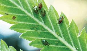 Image result for Bugs Canabis