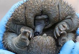 Image result for Echidna Pouch